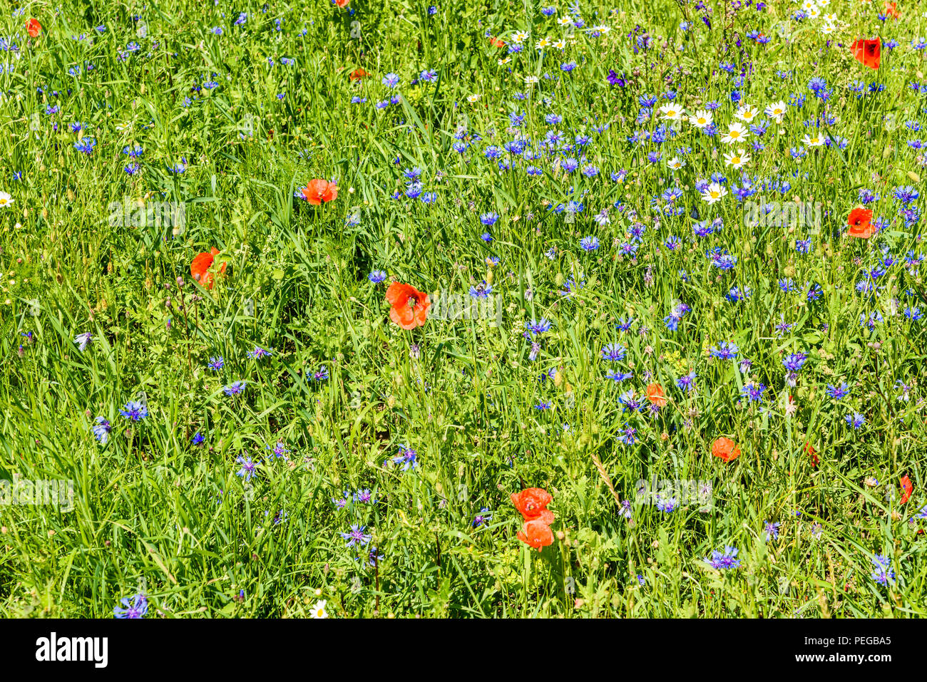 Prairie de fleurs de bleuet (Centaurea cyanus), le pavot (Papaver) et oxeye daisy (Leucanthemum vulgare). Banque D'Images