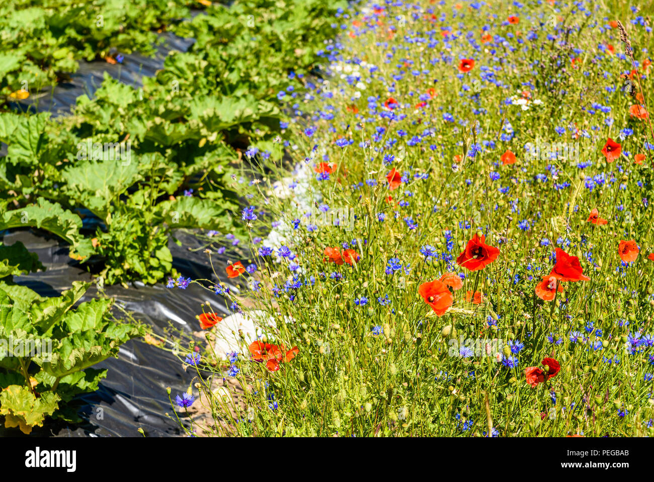 Prairie de fleurs de bleuet (Centaurea cyanus), le pavot (Papaver) et oxeye daisy (Leucanthemum vulgare). Ici à côté d'un champ de rhubarbe. Banque D'Images