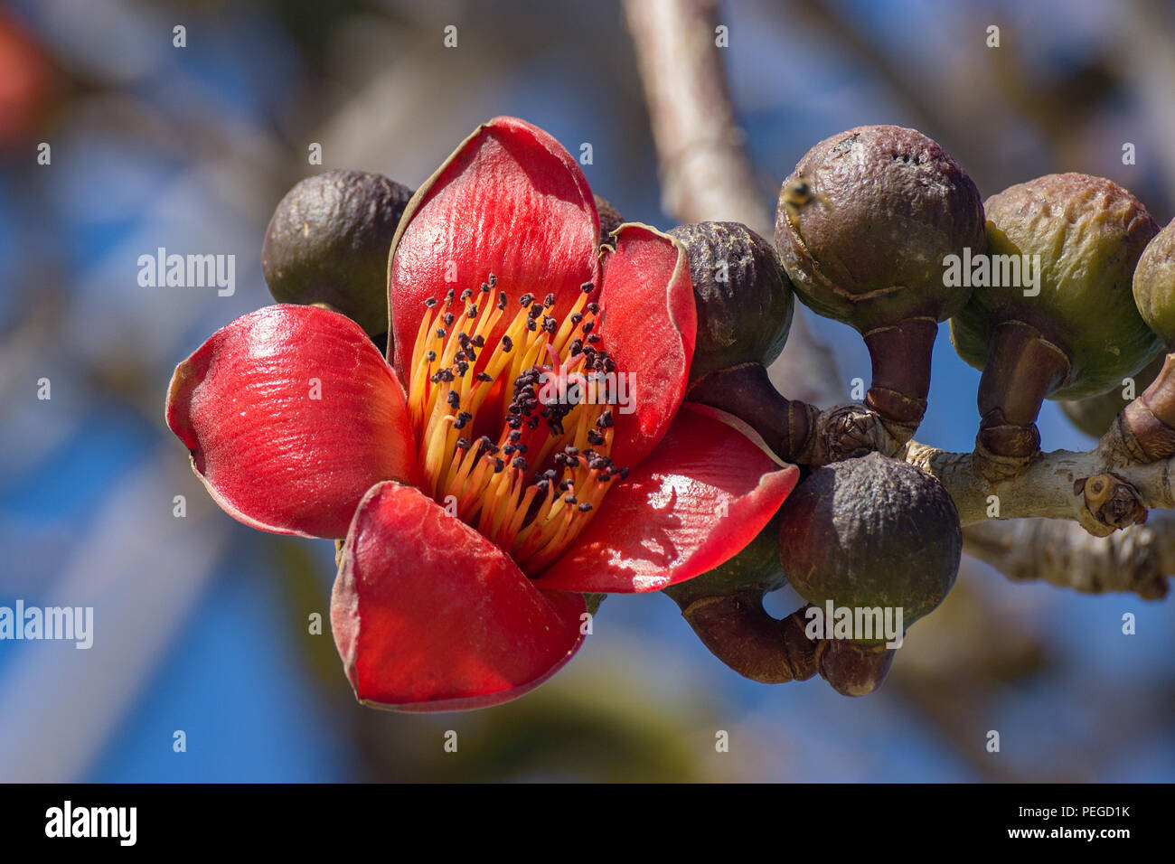 Une grosse fleur rouge exotique avec blue soleil Photo Stock - Alamy