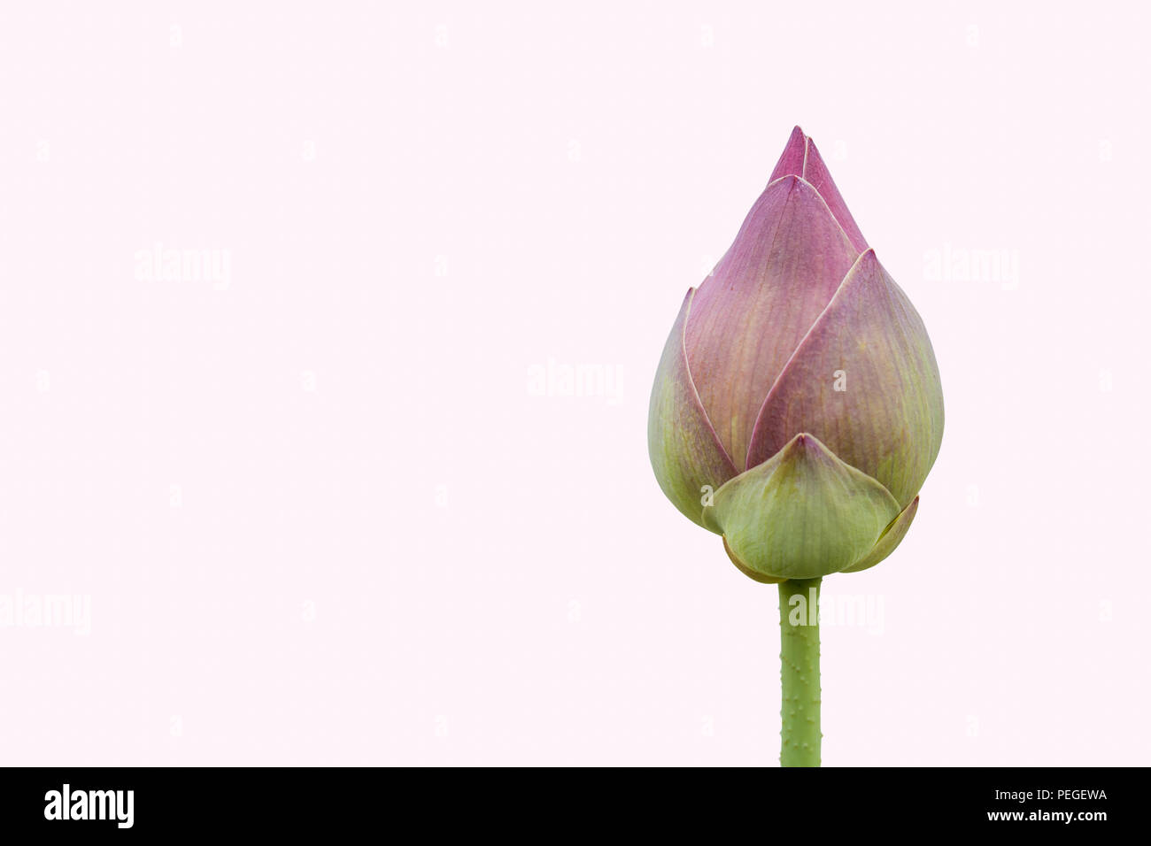 Les fleurs de lotus sont vertes sur le fond blanc, d'une illustration dans l'agriculture et symbolique du bouddhisme en Thaïlande. Banque D'Images
