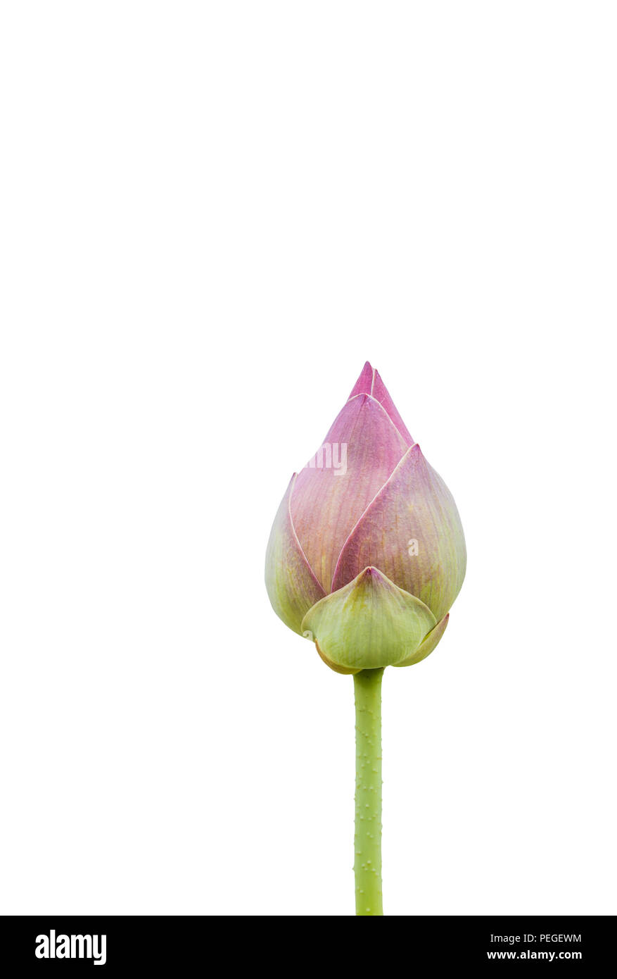 Les fleurs de lotus sont vertes sur le fond blanc, d'une illustration dans l'agriculture et symbolique du bouddhisme en Thaïlande. Banque D'Images