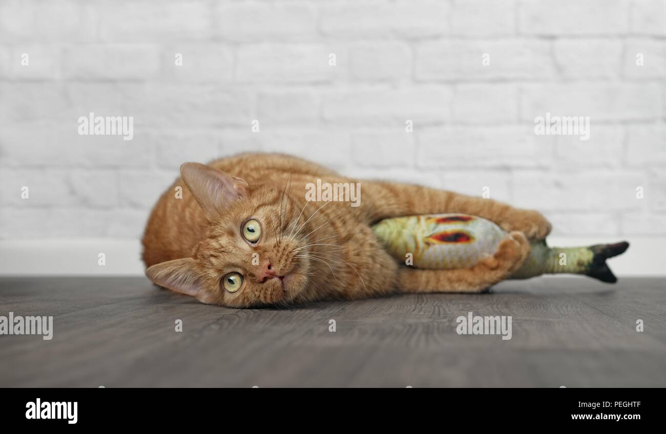 Cute cat gingembre couché et serrant un poisson jouet. Banque D'Images