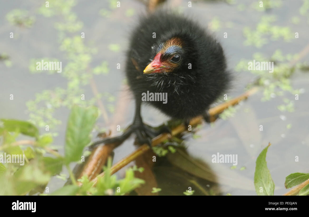 Un mignon bébé poule d'eau (Gallinula chloropus) se percher sur les plantes au bord d'une rivière. Banque D'Images