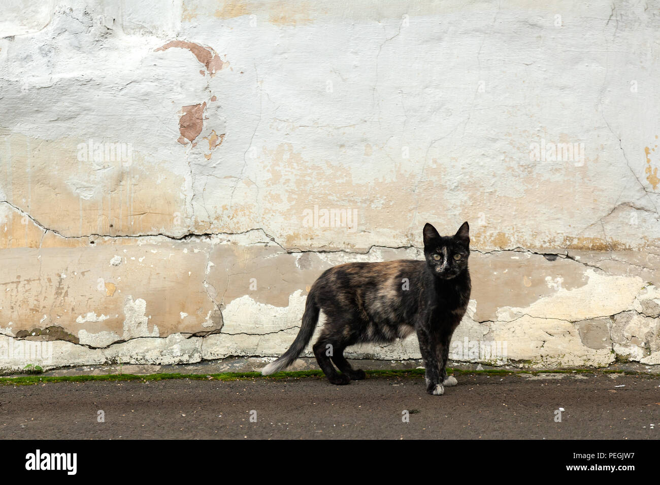 Un chat noire fine avec des taches se dresse sur le fond d'un vieux mur délabré dans la rue et regarde dans la caméra. Le concept d'un animal errant chat. Banque D'Images