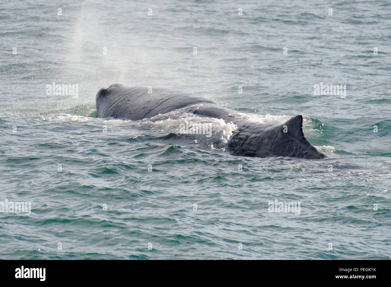 Cachalot plongée, côte de Kaikoura, île du Sud, Nouvelle-Zélande Banque D'Images