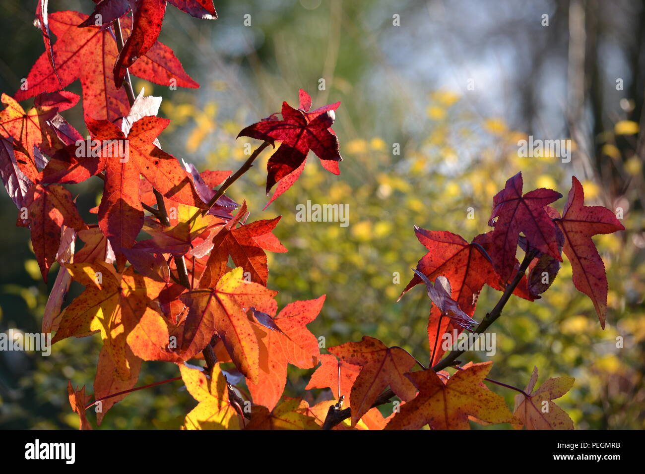 Liquidambar (liquidambar) automne feuilles pourpres décoratifs (étoile à cinq branches en éventail). Banque D'Images