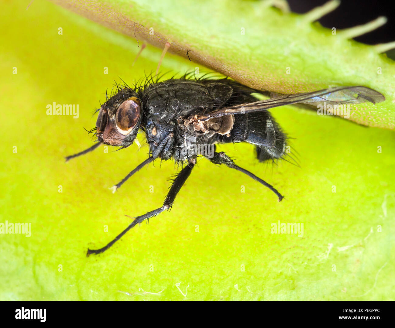 Fly capturés lors d'une Dionée (Dionaea muscipula) Banque D'Images
