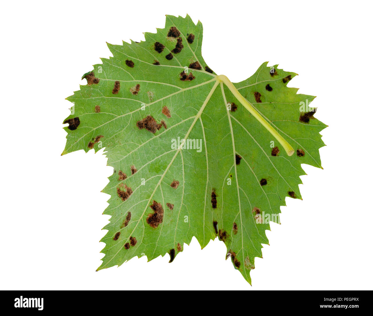 Feuille de vigne isolés montrant les galles, effet de l'ériophyide de. Vignoble le problème. Face inférieure comme la rouille. Colomerus vitis. Banque D'Images