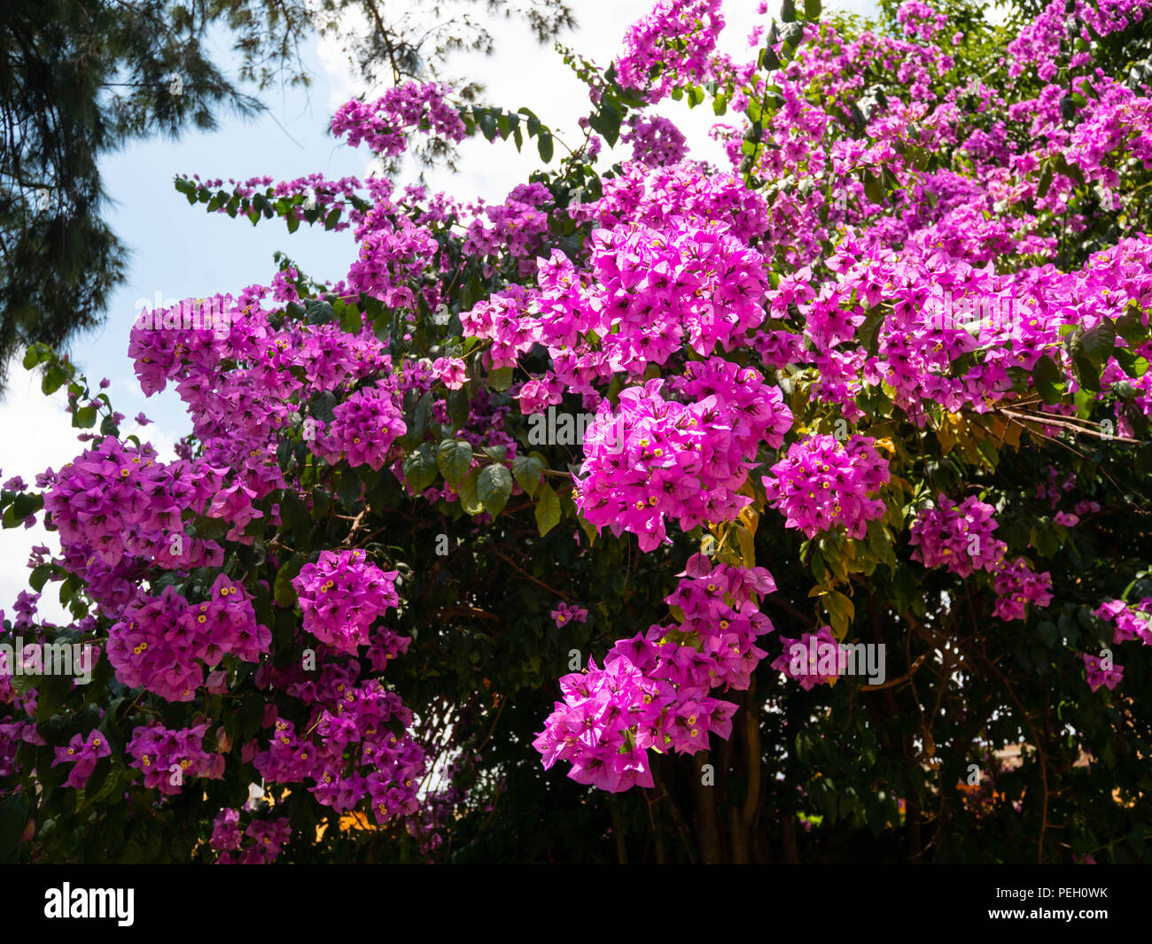 Nyctaginaceae. Bougainvillea glabra fleurs violettes sur la magnifique grand arbre dans le jardin botanique Banque D'Images