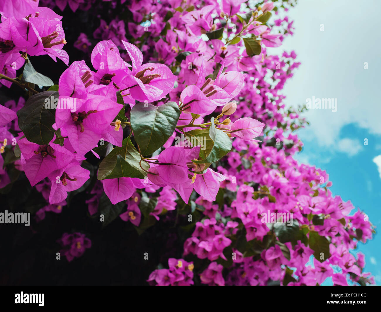 Nyctaginaceae. Bougainvillea glabra fleurs violettes sur la magnifique grand arbre dans le jardin botanique Banque D'Images