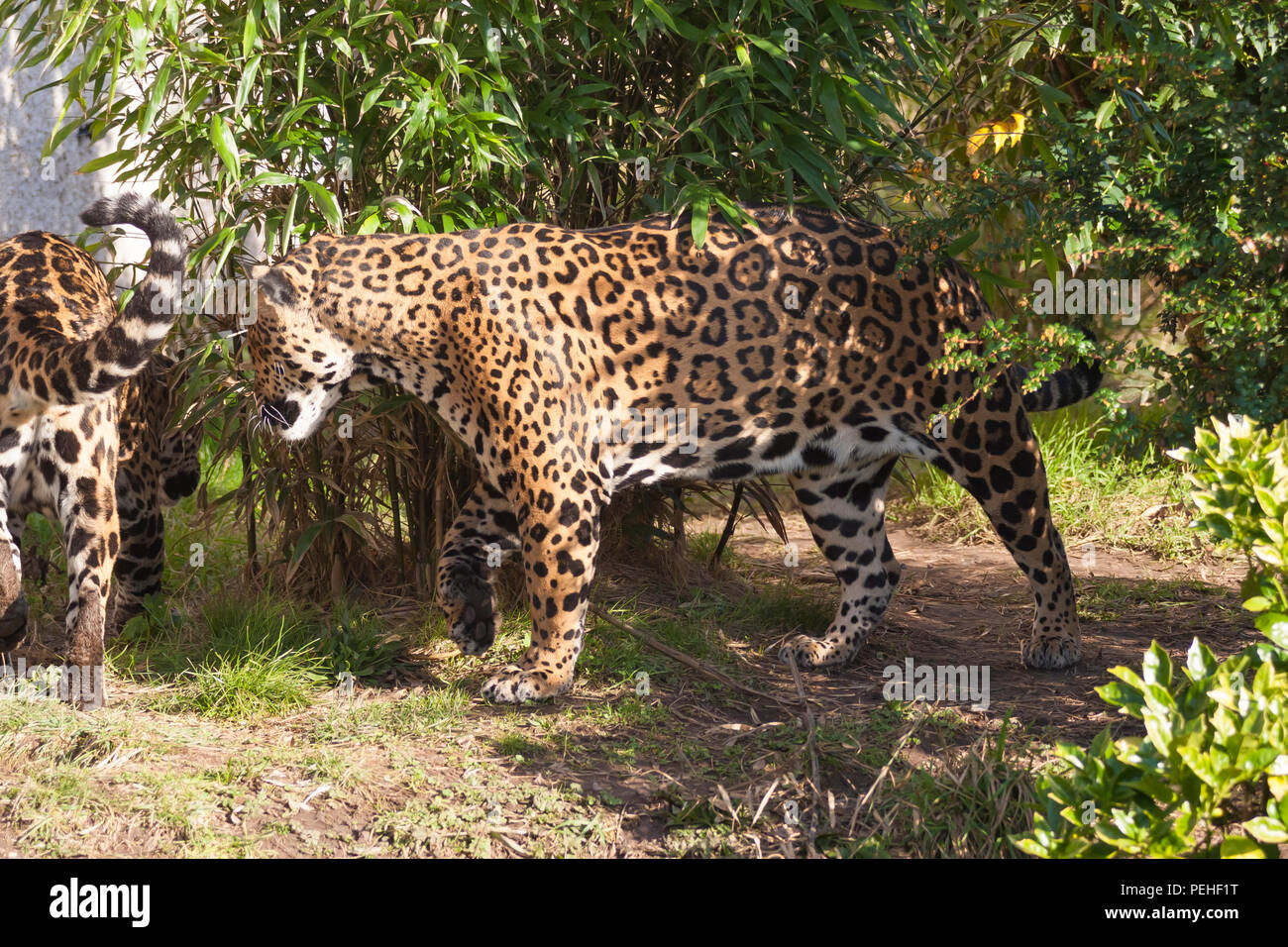 Un Jaguar dans le Zoo de Chester Banque D'Images