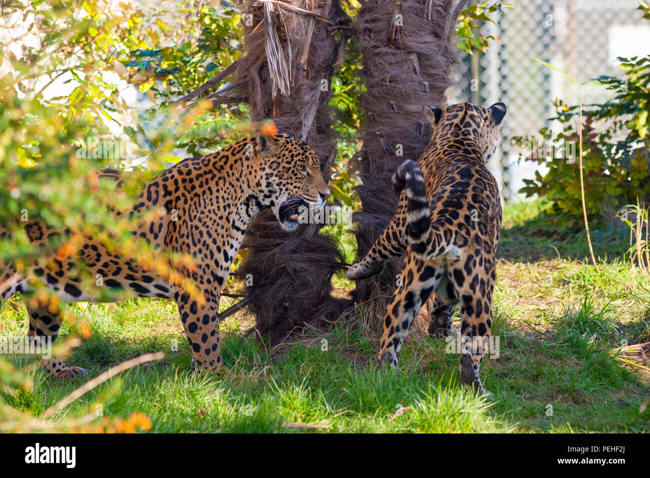 Un Jaguar dans le Zoo de Chester Banque D'Images