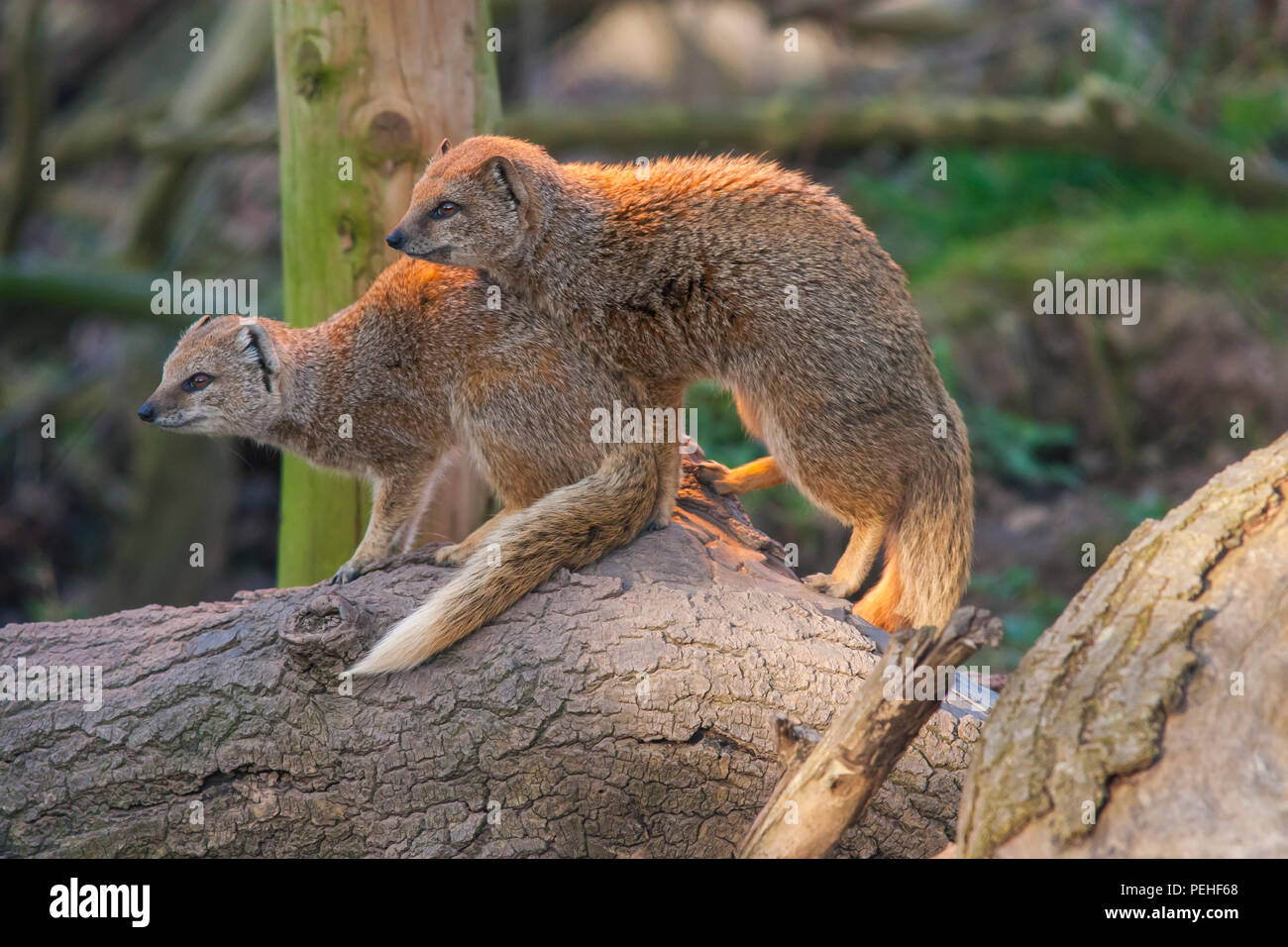 Le zoo de Chester à Mangouste jaune Banque D'Images