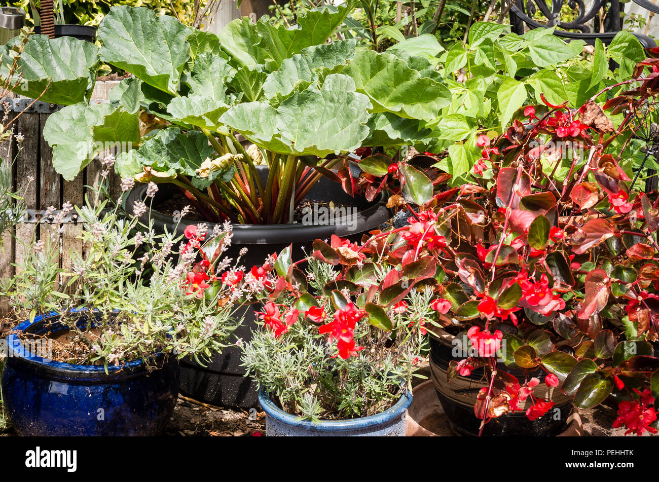 Un mini-potager jardin sur un petit patio y compris les bégonias, lavande, la rhubarbe et les haricots nains, tous les semoirs en croissant sur dalles de pierre ou de gravier en UK Banque D'Images