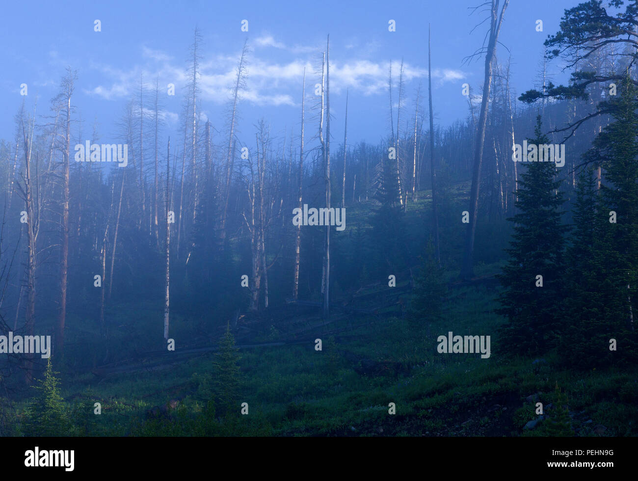 Première lumière de l'aube hits arbres sur un matin brumeux dans le Parc National de Yellowstone, Wyoming, United States. Banque D'Images