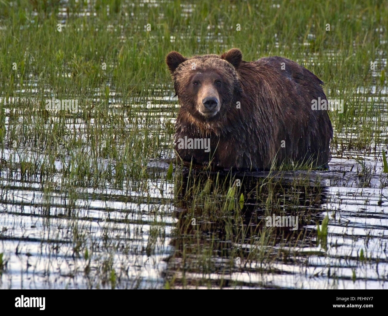 Un Grizzly debout dans l'eau à la recherche à la visionneuse dans le Parc National de Yellowstone, Wyoming, United States. Banque D'Images