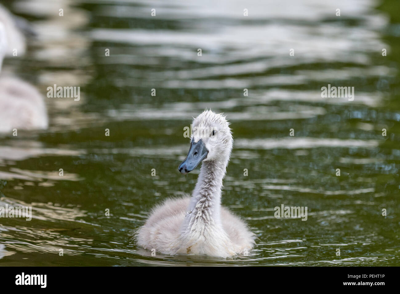 Beau Jeune Bebe Swan Est La Natation Sur Un Plan D Eau Un Oiseau Est D Environ Deux Semaines Plumes Grises Un Tres Petit Et Adorable Animal Egalement Connu Sous Le Nom De Cygnus