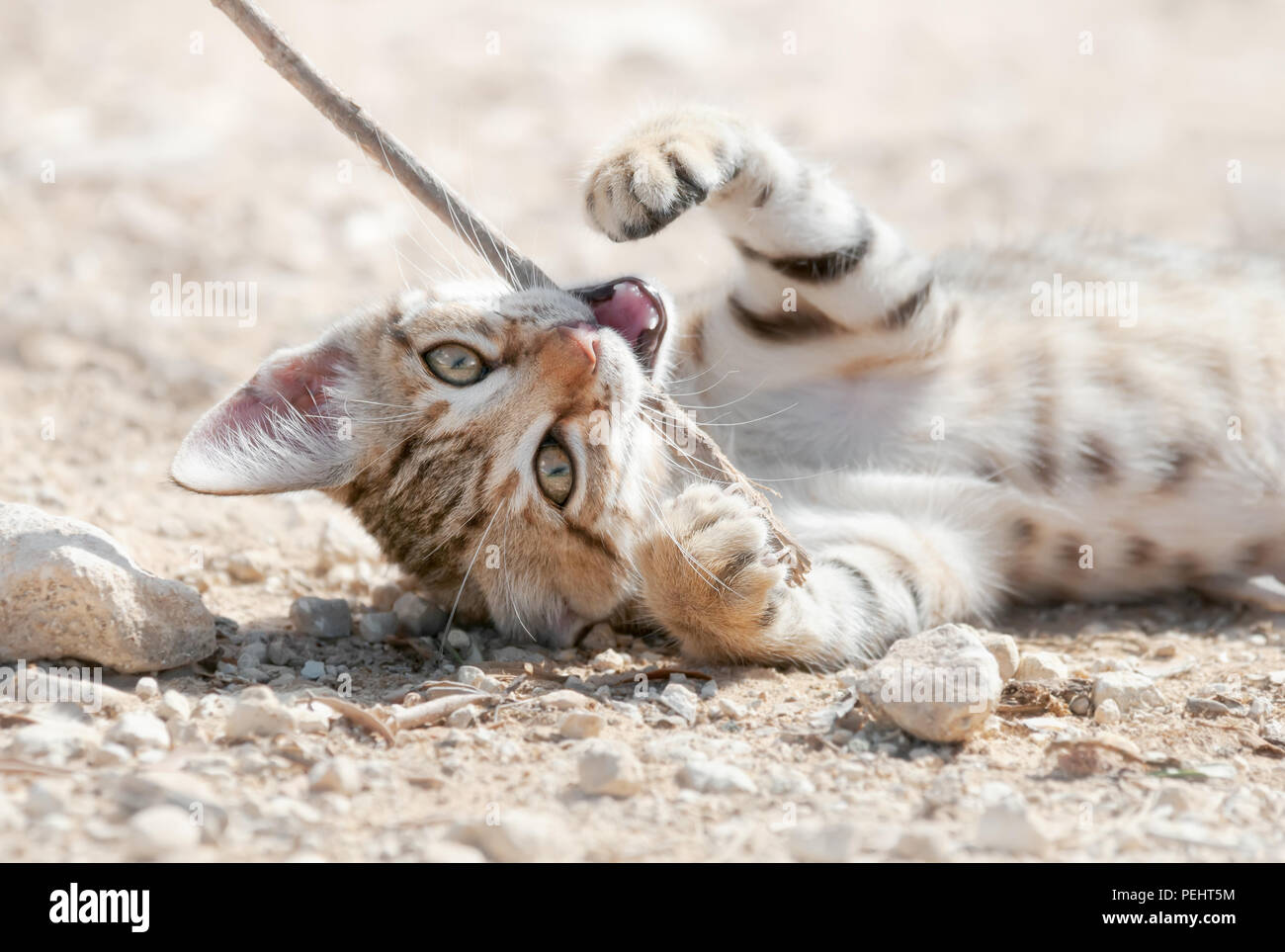 Dos De Tete De Chat Banque D Image Et Photos Alamy