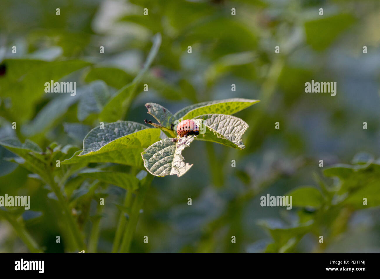 Image de la larve d'un insecte nuisible du Doryphore de la pomme de terre sur une Banque D'Images