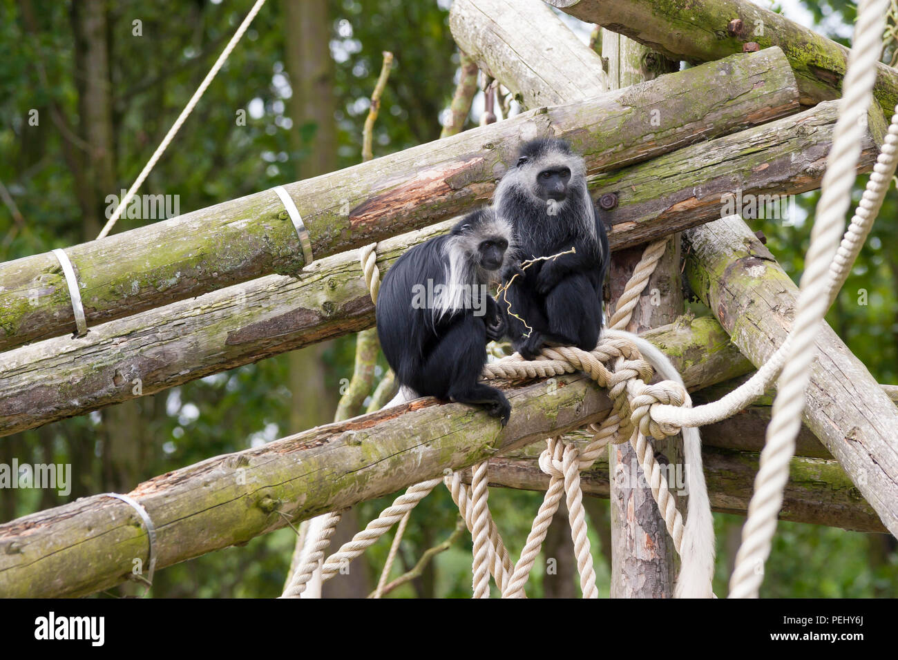 Paire de Roi des singes colobus au Zoo de Chester Banque D'Images