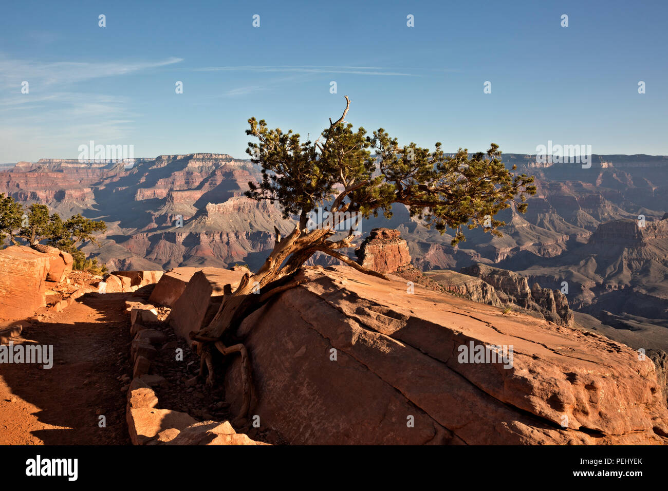 AZ00280-00...ARIZONA -arbre qui pousse dans le sol limité le long de la South Kaibab Trail dans le Parc National du Grand Canyon. Banque D'Images