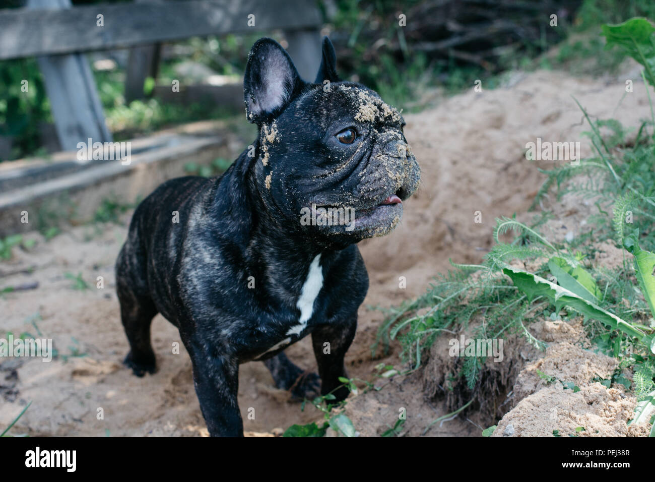 Bouledogue français jouer dans le sable, Close up museau de chien dans le  sable Photo Stock - Alamy