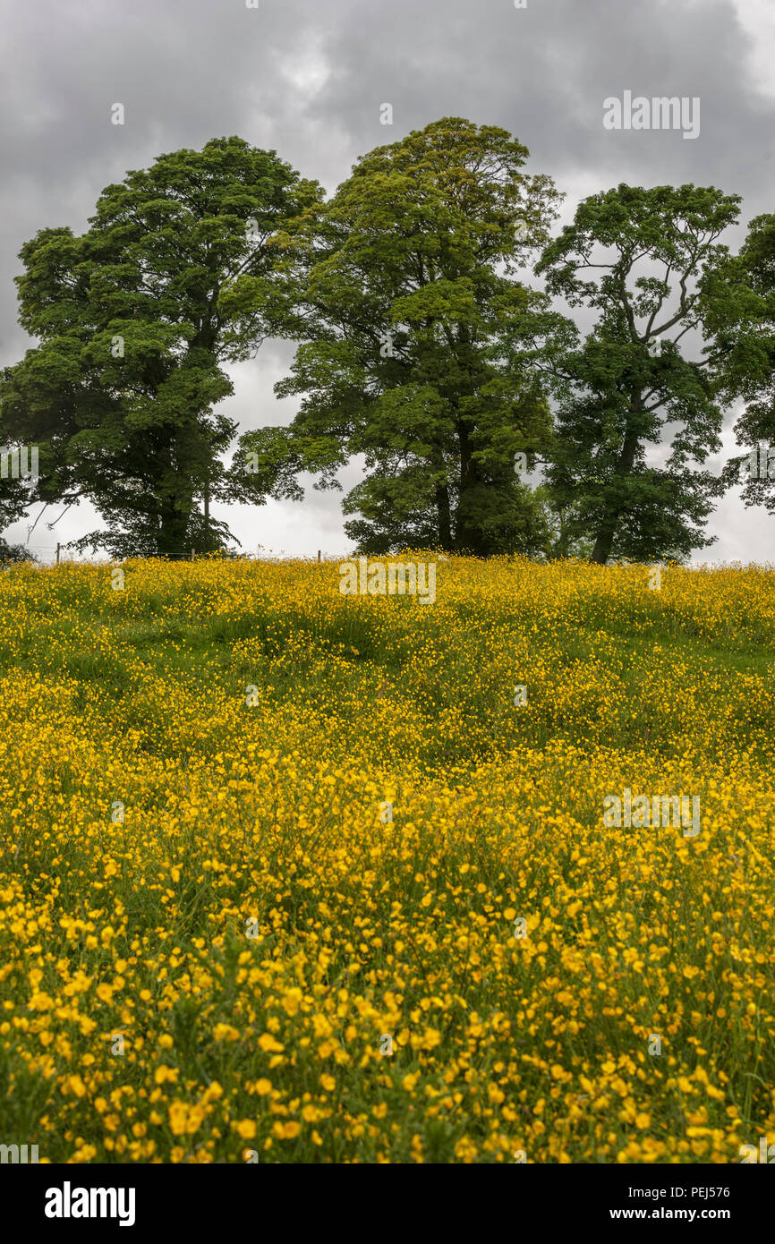 Butercup, champ Chapel Lane, Tissington, Derbyshire, Angleterre, RU Banque D'Images