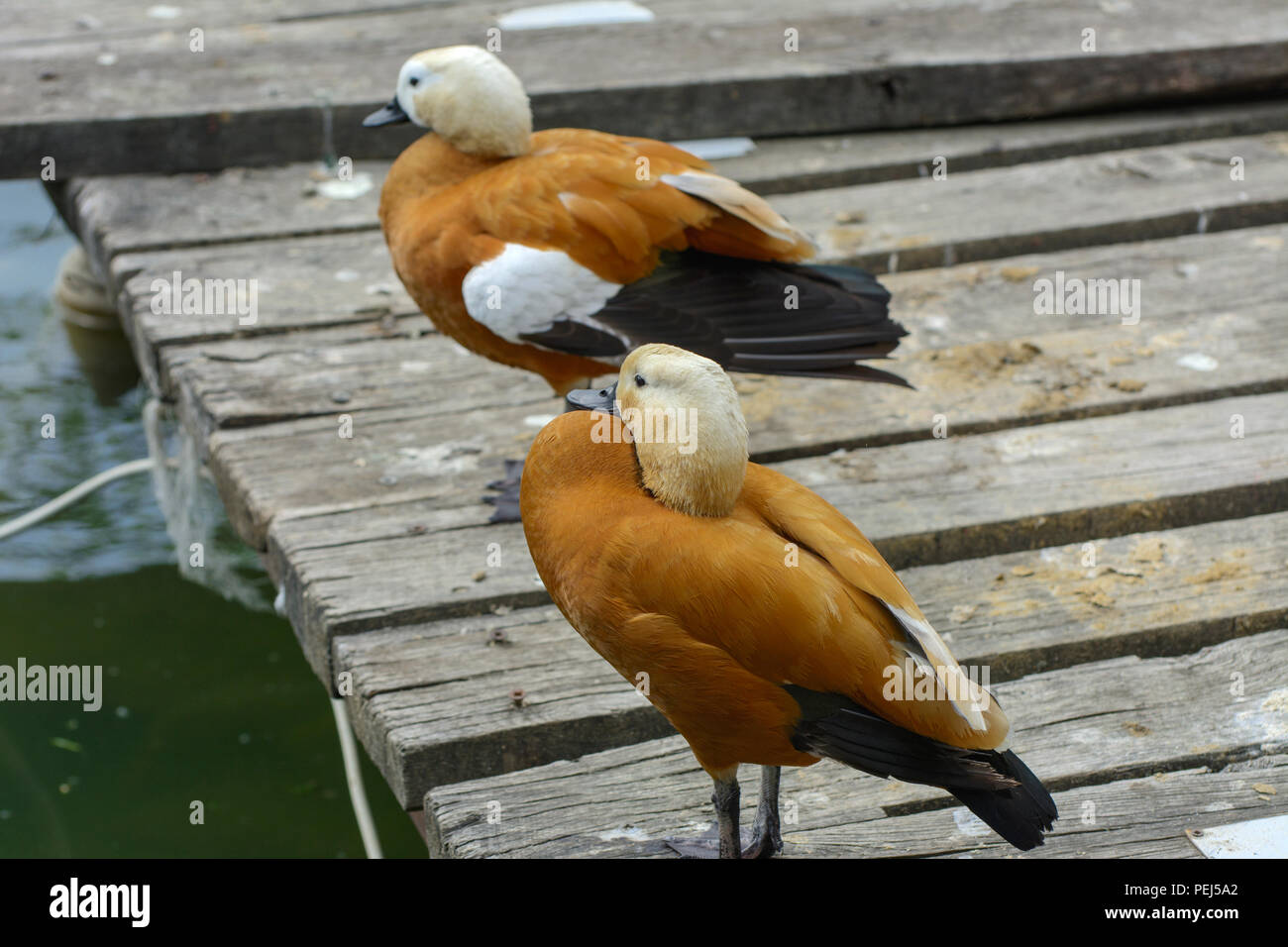 Canard marron sur le sol des planches sur la rivière. Une belle orange avec un bec de canard noir et une tête blanche nettoie les plumes sur la plage. Colorful Banque D'Images