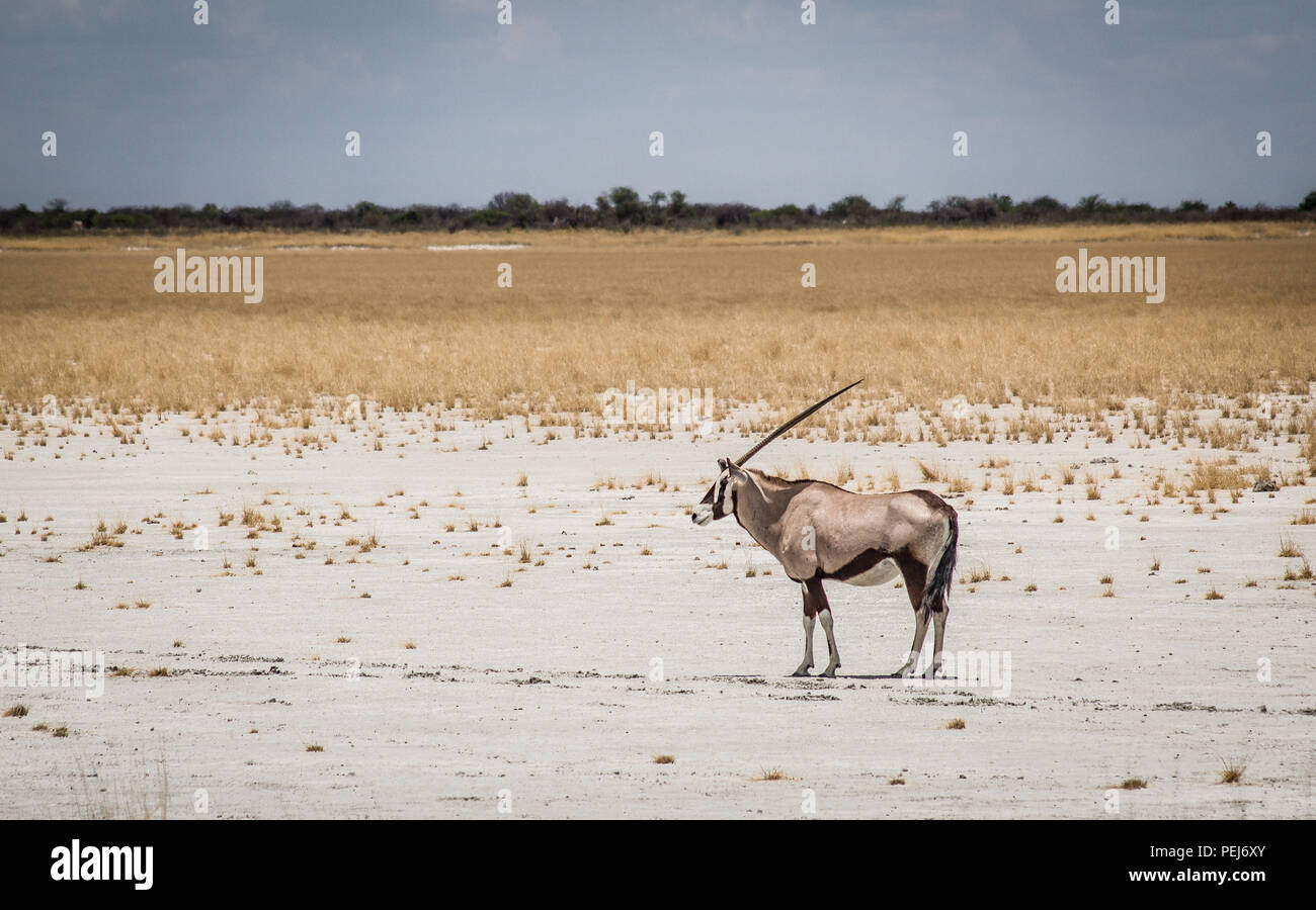 L'Oryx, Réserve naturelle d'Etosha, Namibie Banque D'Images