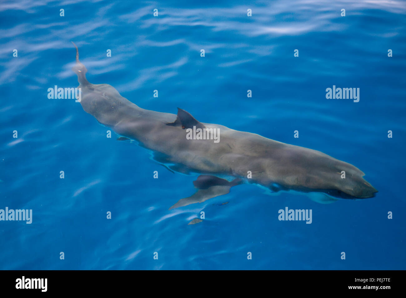 L'image d'une ondulée Grand requin blanc, Carcharodon carcharias, juste sous la surface de l'île de Guadalupe, au Mexique. Banque D'Images