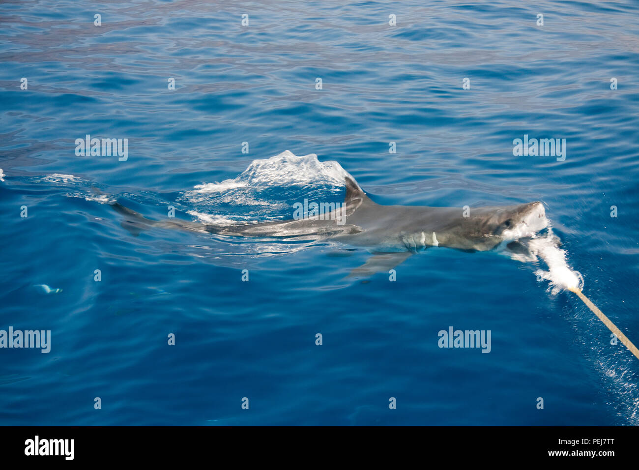 Ce grand requin blanc, Carcharodon carcharias, s'accélère à mordre un appât au bout d'une corde sous la surface au large de l'île de Guadalupe, Mexique Banque D'Images