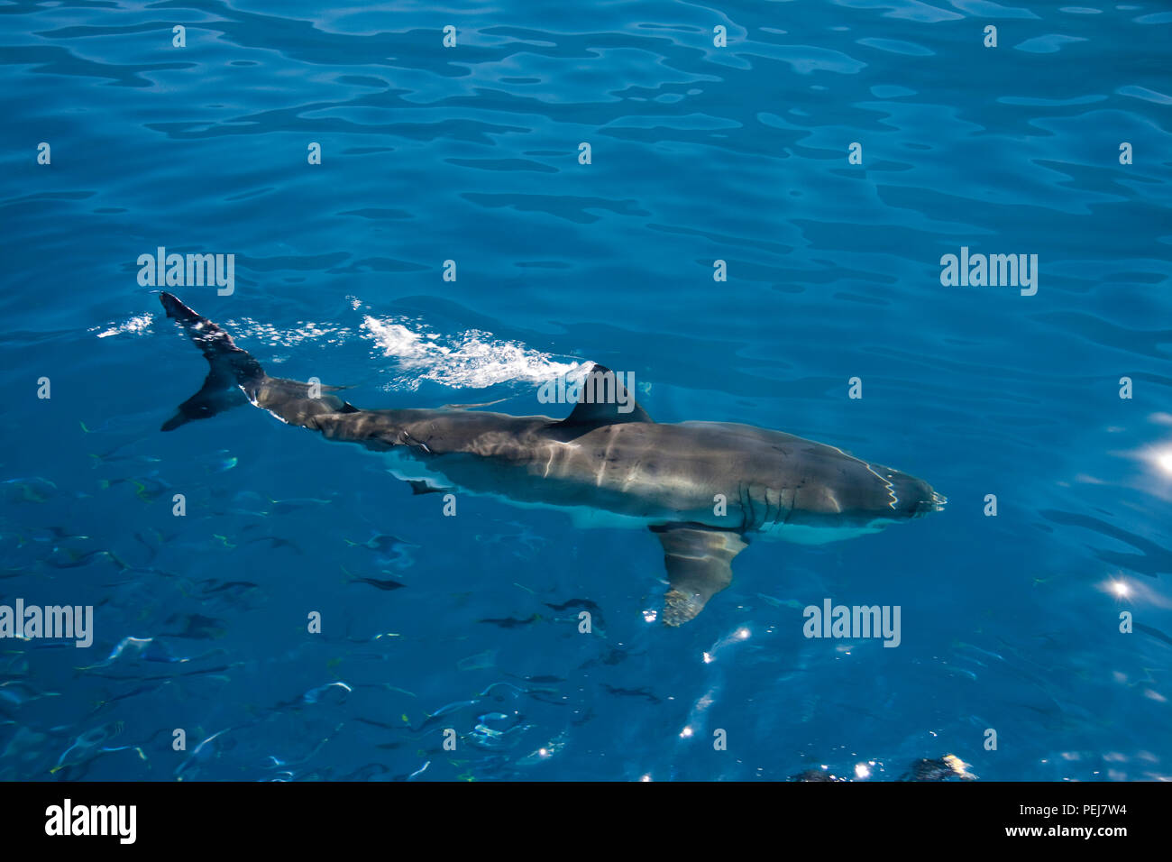 Un grand requin blanc, Carcharodon carcharias, juste sous la surface de l'île de Guadalupe, au Mexique. Banque D'Images