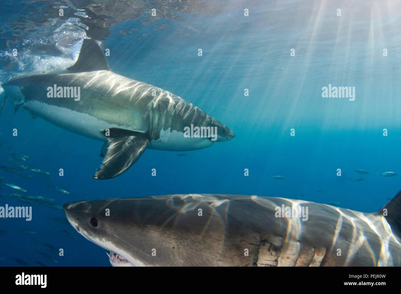 Ces deux grand requin blanc, Carcharodon carcharias, ont été photographiés sous la surface au large de l'île de Guadalupe, au Mexique. Banque D'Images