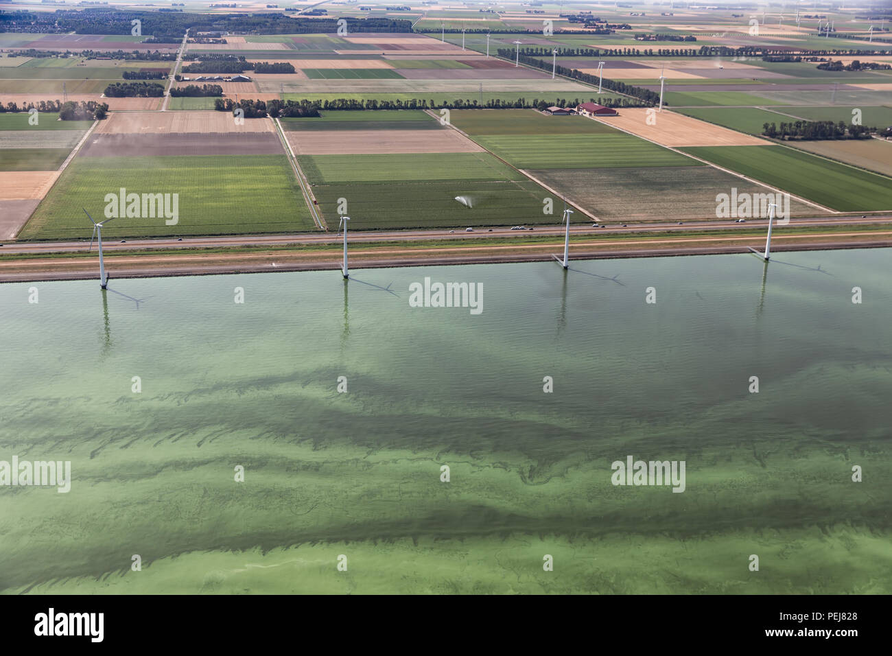 Côte néerlandaise, dans la chaleur de l'été, la mer couverte d'algues bleu-vert Banque D'Images