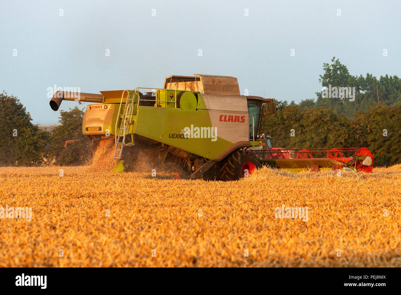 La récolte de blé, de Bawdsey, Suffolk, Angleterre. Banque D'Images