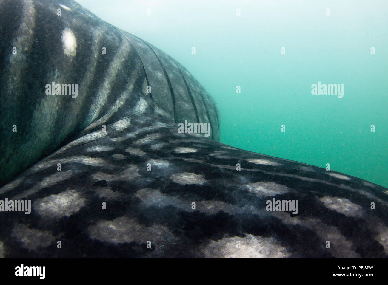 Un tir sur la nageoire pectorale de la plus grande des poissons, un requin-baleine, Rhiniodon typus, aux Philippines, au large Donsol dans. Les requins-baleines arrivent anuellement pour nourrir ici Banque D'Images