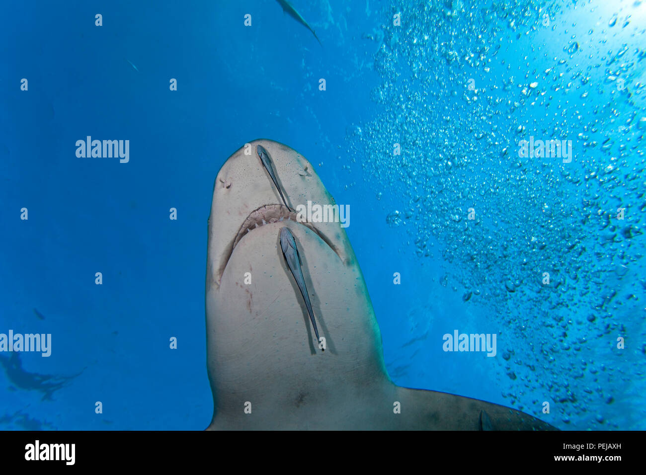 Le requin, Negaprion brevirostris, sous l'eau avec remoras, West End, Grand Bahamas, Océan Atlantique. Banque D'Images