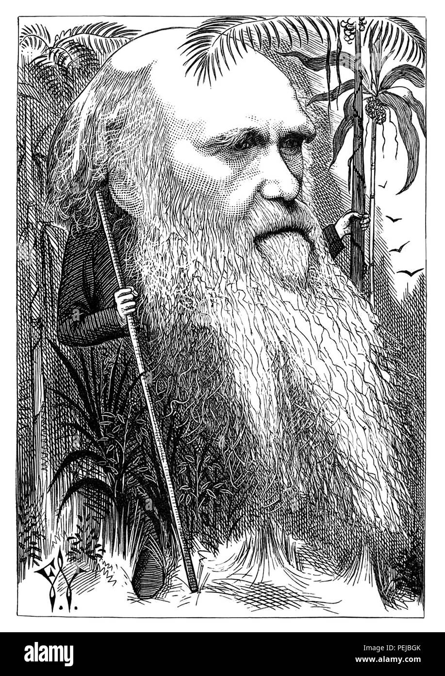 Caricature de Charles Darwin 1873 Banque D'Images