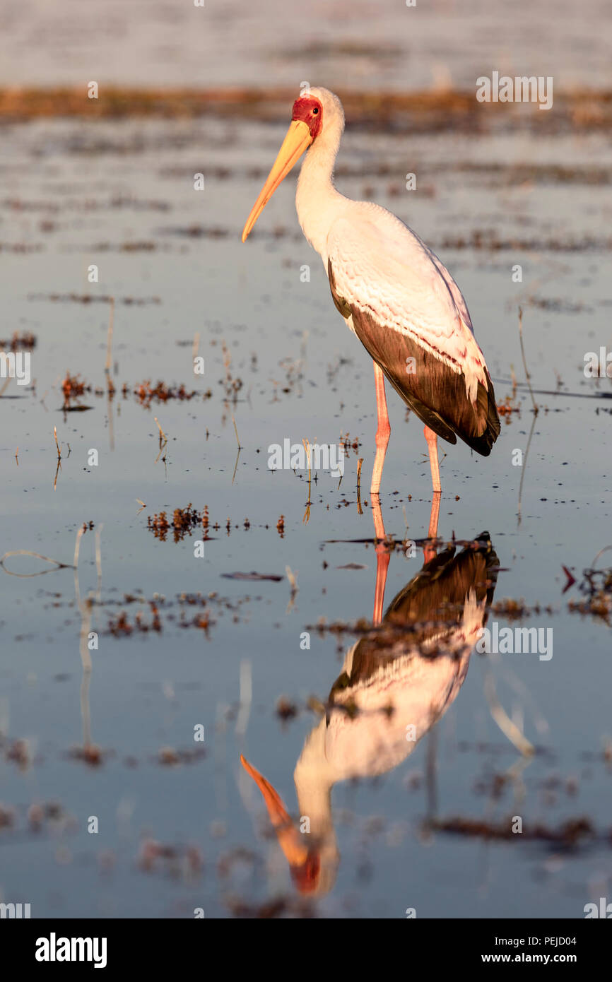 Paire de cigognes à bec jaune marais rivière Chobe, au Botswana Banque D'Images