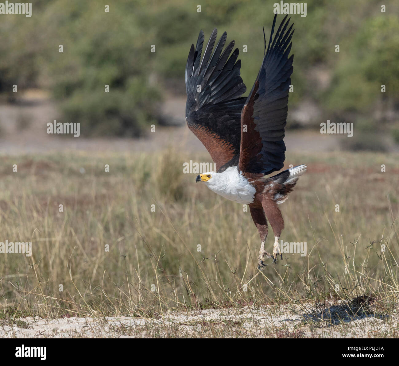 Fish Eagle taking flight près de la rivière Chobe dans le Parc National de Chobe, au Botswana Banque D'Images