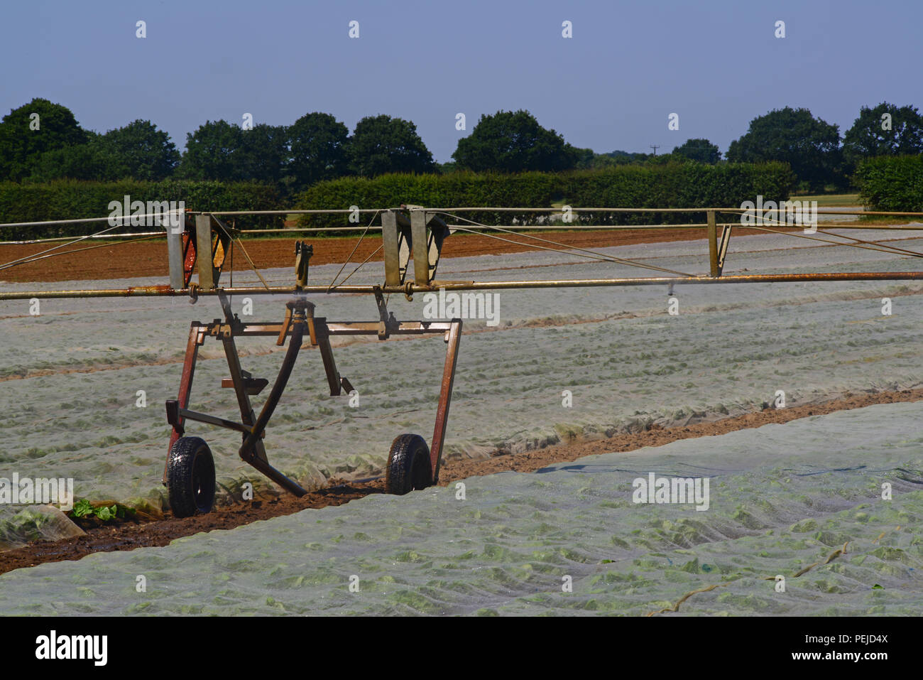 Centre du pivot du système d'irrigation des cultures de la rampe en usage durant la sécheresse en champ avec paillis de plastique pour retenir l'humidité et d'éliminer les mauvaises herbes york Royaume-Uni Banque D'Images