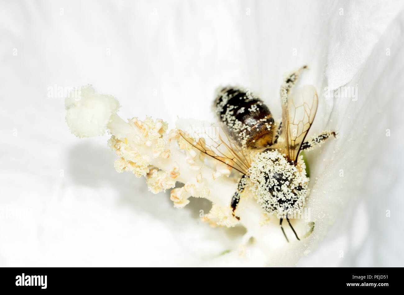 L'abeille commune (Apis melifera) couverts dans le pollen dans le Kent, en Angleterre. Août Banque D'Images
