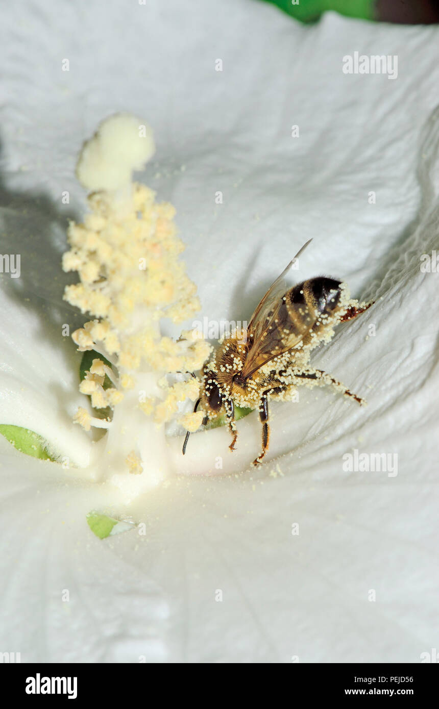L'abeille commune (Apis melifera) couverts dans le pollen dans le Kent, en Angleterre. Août Banque D'Images