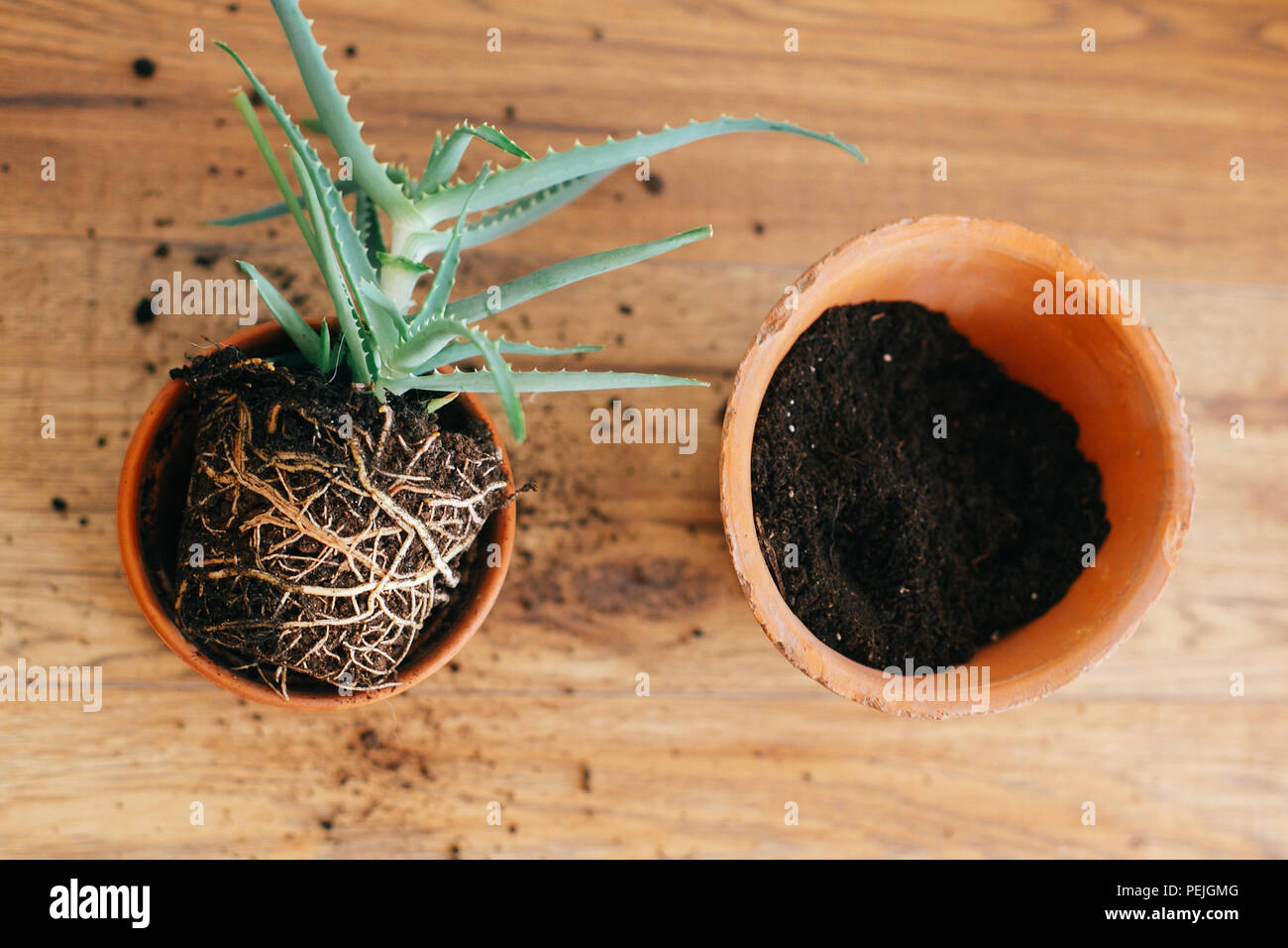 Rempotage plante. L'aloe vera avec des racines dans le sol de rempoter plus  grand pot en argile  l'intrieur. soin des plantes. succulentes sur fond  de bois concept de jardinage Photo Stock -