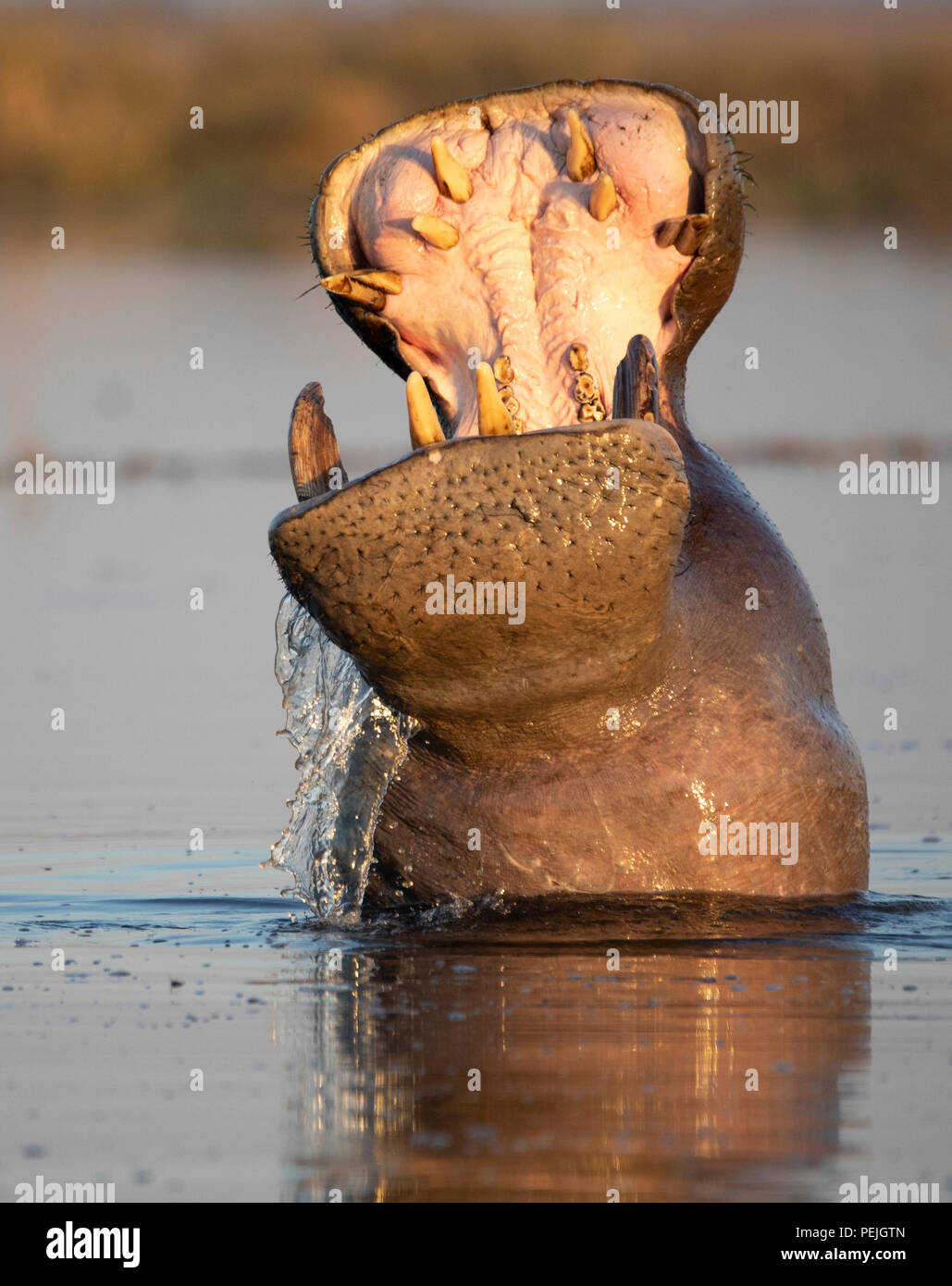 L'eau coule de la bouche d'un hippopotame baillant, rivière Chobe, Chobe National Park, Botswana Banque D'Images