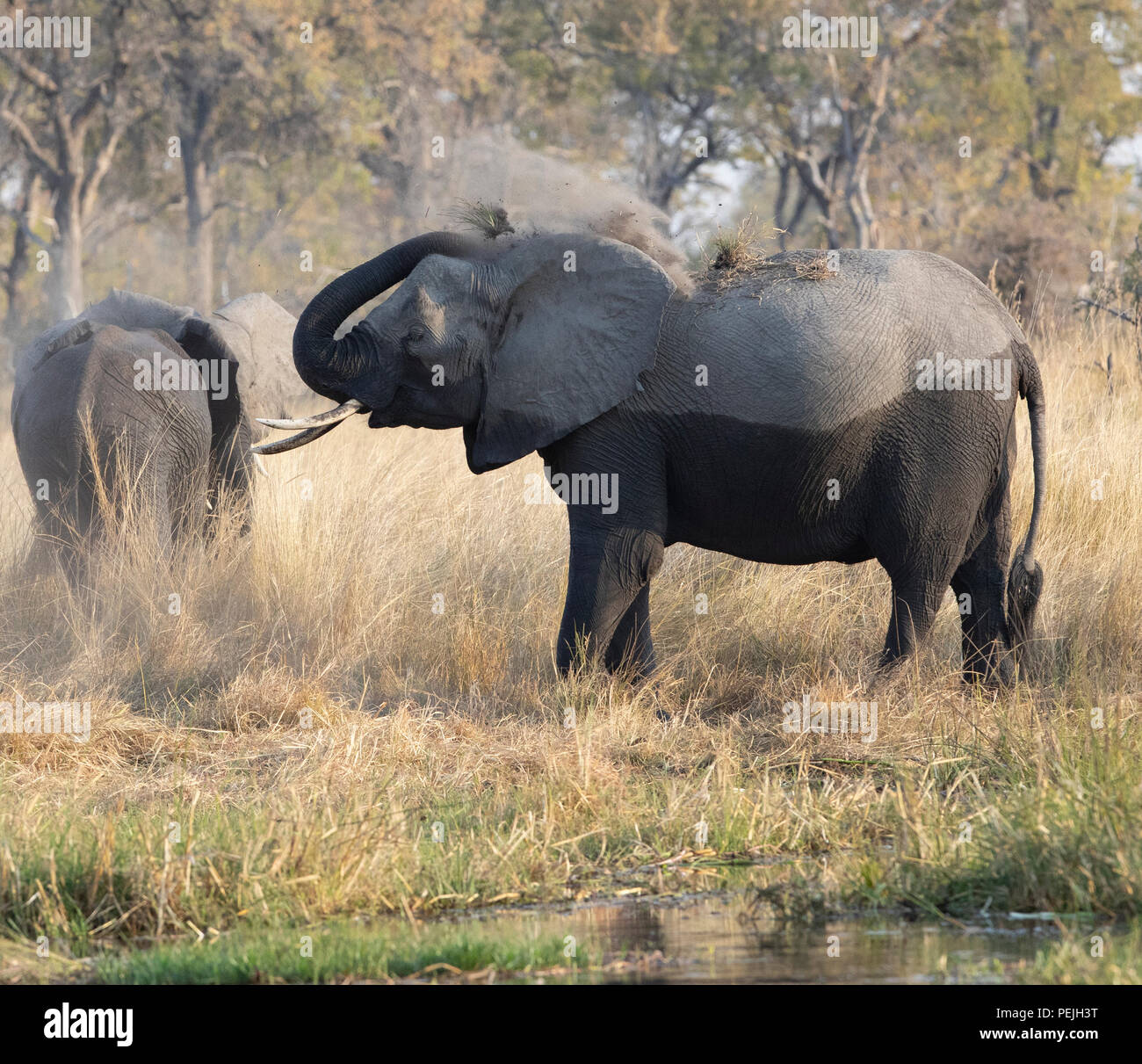 L'éléphant africain jette la saleté sur le dos, Okavango Delta, Botswana Banque D'Images