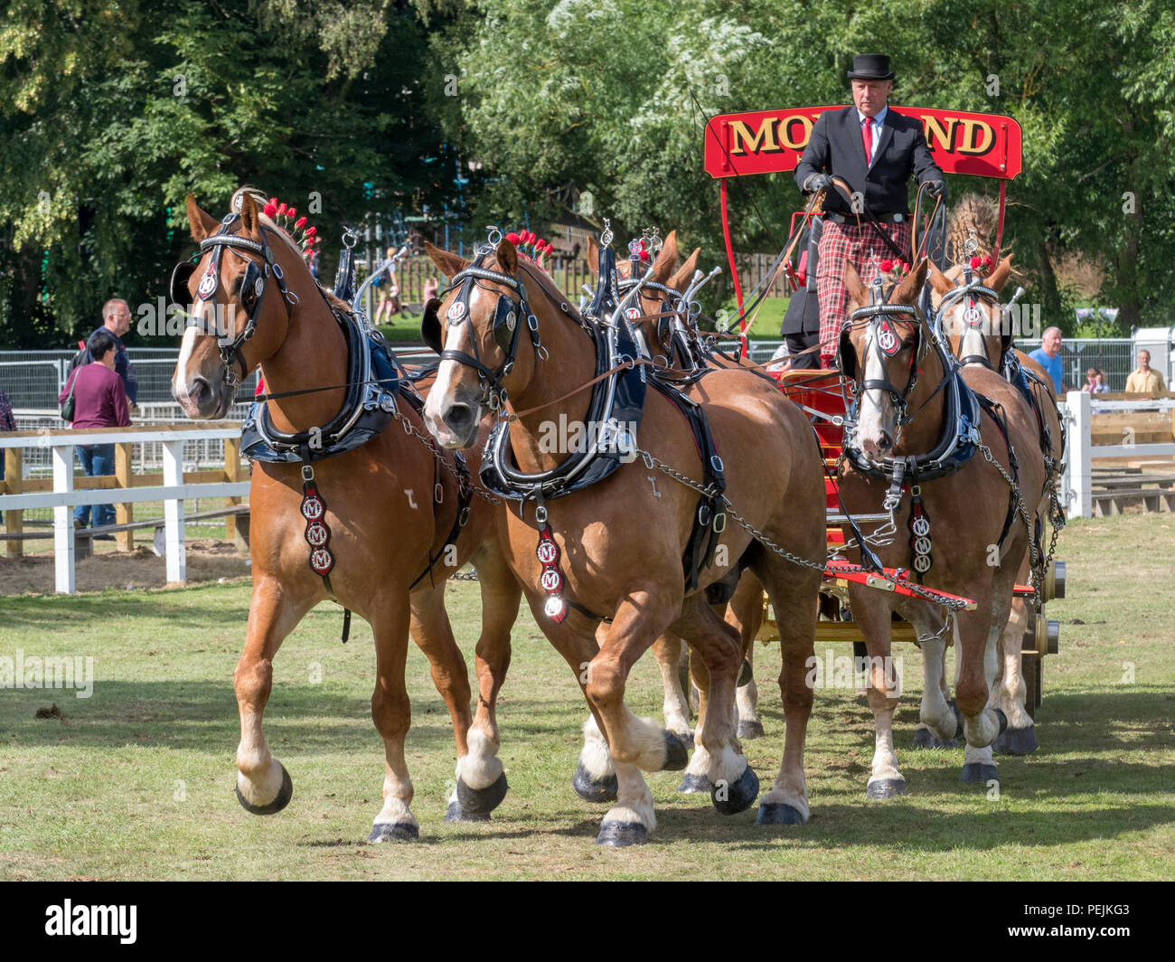 Turriff, Ecosse - Aug 06, 2018 : Affichage des chevaux et les wagons pendant la cheval lourd de participation à l'Exposition agricole Turriff en Ecosse. Banque D'Images