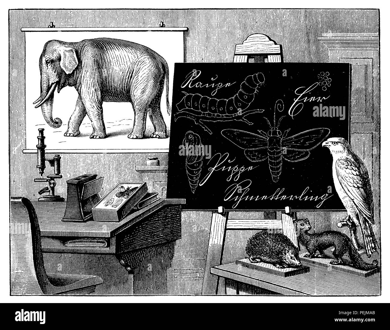 Le matériel pédagogique pour l'enseignement des sciences sur le royaume animal, anonym 1899 Banque D'Images