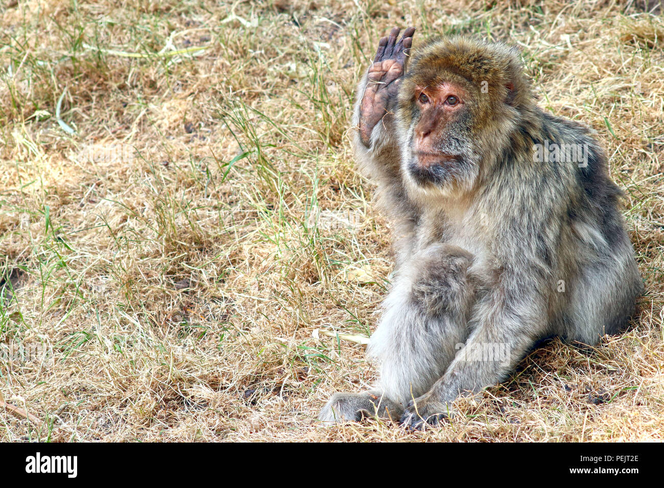 Singe Macaque de Barbarie (APE) à Trentham Monkey Forest Sanctuary Banque D'Images