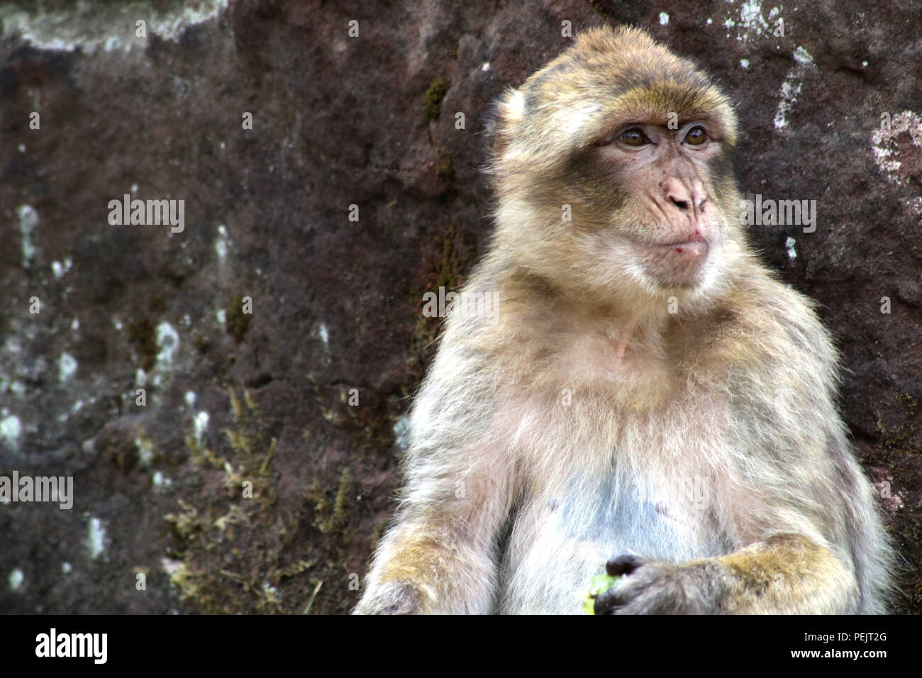 Singe Macaque de Barbarie (APE) à Trentham Monkey Forest Sanctuary Banque D'Images